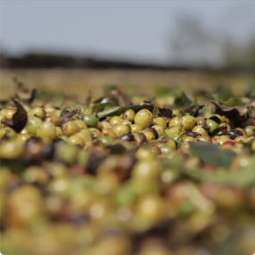 A close view of harvested coffee cherries, from Fazenda Inhame’s producer gallery