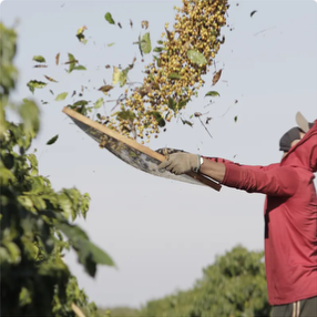 Coffee being tossed in a harvesting sieve, from Fazenda Inhame’s producer gallery